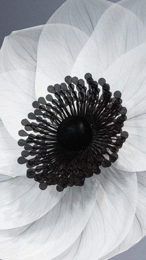 Translucent x-ray white anemone flower blooming close up on soft grey backg.. 스톡 동영상 341268657