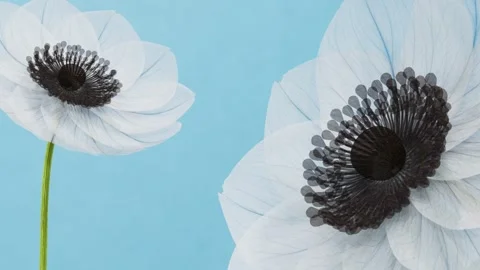 Translucent x-ray white anemone flowers blooming Vídeo Stock 341483514