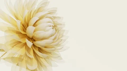 Translucent x-ray yellow chrysanthemum flower blooming animation on soft cr.. Vídeo Stock 341268298