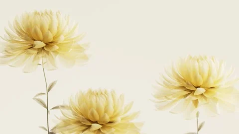 Translucent x-ray yellow chrysanthemum flowers blooming animation on soft c.. Stock Footage 341483891