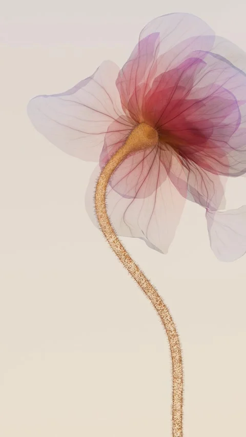 Translucent xray style flower blooming back view with golden stem, minimali.. Stock Footage 336086938