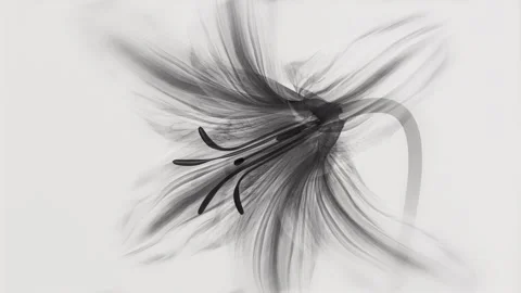 .Translucent xray style lily flower gracefully blooming with smoky flowing .. Stock Footage 336087681