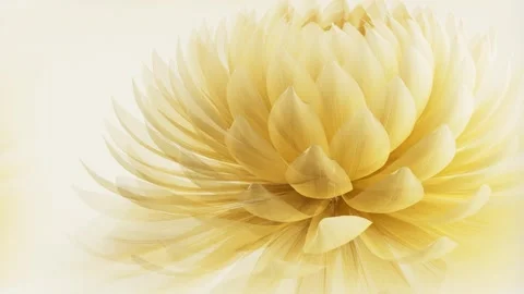Translucent Yellow Chrysanthemum Flower Closeup Slowly Blooming on Light Mi.. 库存影片 338276510