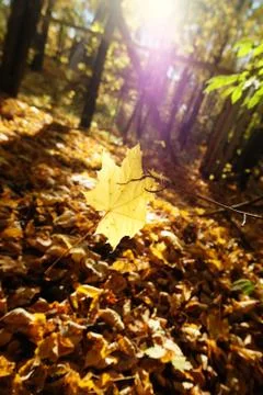 Translucent yellow fallen maple leaf in sunlight closeup. Autumn aesthetic Foto stock