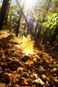 Translucent yellow fallen maple leaf in sunlight closeup. Autumn aesthetic Stock Photos