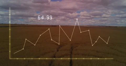 Translucent yellow line graph overlay covering wheat field, with data nodes, Stock Photos