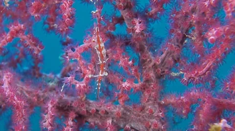 Transluent Gorgonian Shrimp with eggs Stock Footage 51838331