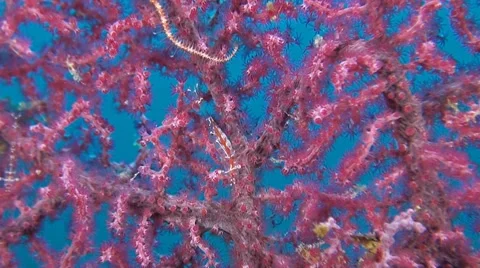 Transluent Gorgonian Shrimp with eggs Stock Footage 52234370
