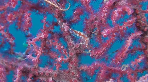 Transluent Gorgonian Shrimp with eggs Stock Footage 52240260