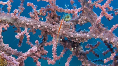 Transluent Gorgonian Shrimp Stock Footage 50743511