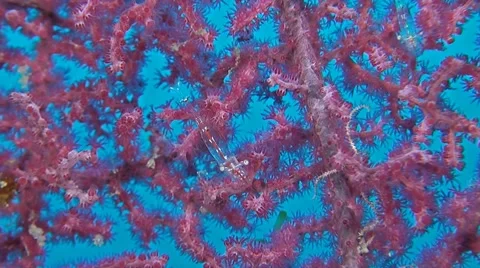 Transluent Gorgonian Shrimp Stock Footage 52242499