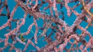 Transluent Gorgonian Shrimp Stock Footage