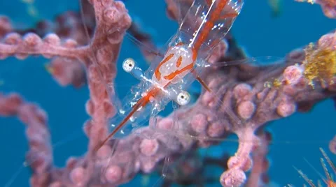 Transluent Gorgonian Shrimp Stock Footage 52391066