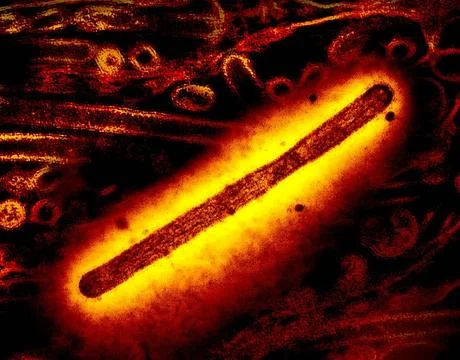  Transmission electron microscope image of a rod-shaped influenza A H5N1/b... Stock Photos