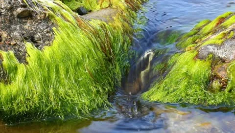 Transparency sea water Stock-Footage 10953773