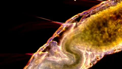 Transparent Aeolosoma Worm — Microscopic Aquatic Beauty,  200x 動画素材 317925606