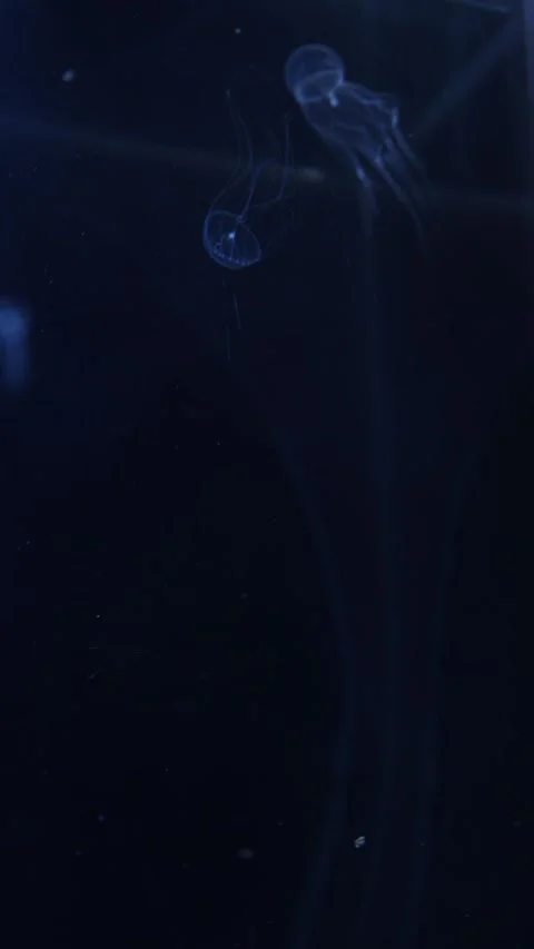 The transparent and delicate jellyfish showcase their ethereal beauty as they fl Stock Footage 292516984