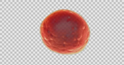 Transparent back light glowing multicellular organism 스톡 동영상 65703139