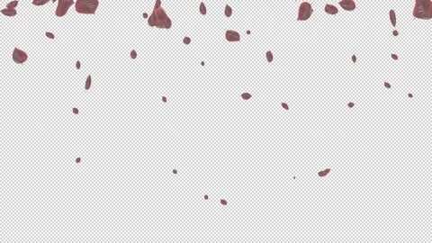 Transparent background and rose leaves from above Vidéo 321019938