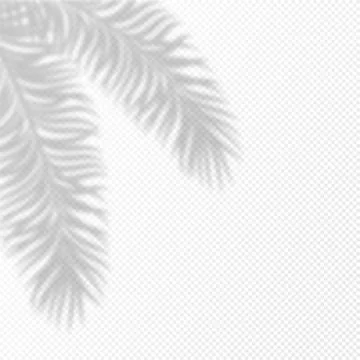 Transparent background with shadow overlay tropical palm leaf. Vertical bus.. Stock Illustration