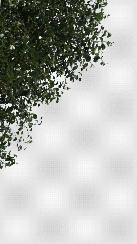 Transparent background tree. Vertical video. Stock Footage 315598359