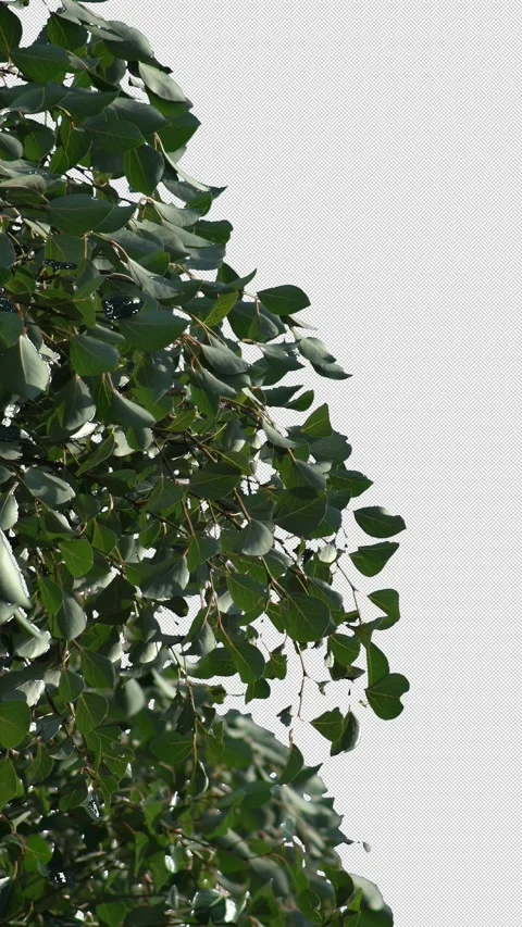 Transparent background tree. Vertical video. Stock Footage 315621045