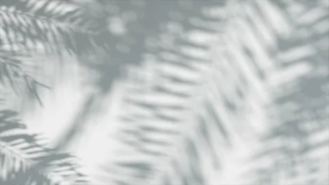 Transparent blurry shadow of palm tree leaves moving with copy space over white Stock Footage 277578824