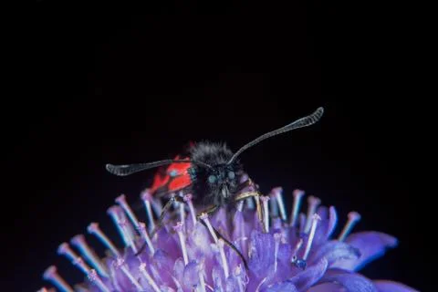 Transparent Burnet Stock Photos