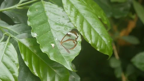 Transparent Butterfly Video stock 96754121