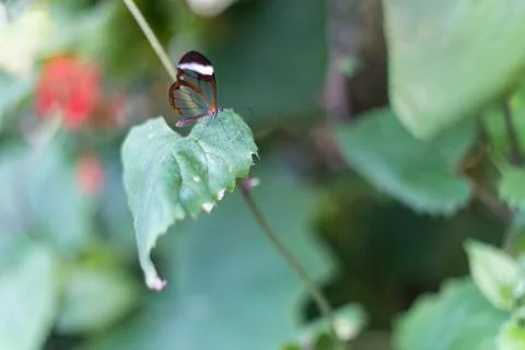 Transparent butterfly resting on a leaf Foto stock