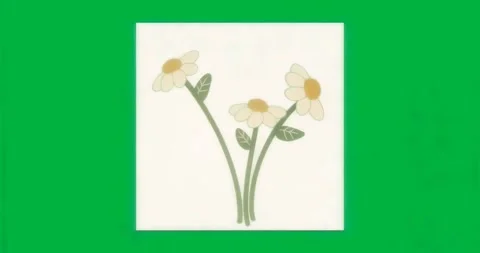 On transparent canvas loading, animated daisies unfolding petals visualizing Stock Footage 317363124