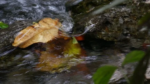 Transparent clear mountain stream creek flowing in a forest. Stock Footage 87584741