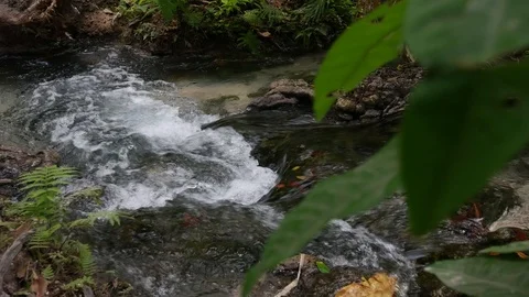 Transparent clear stream creek water fall flowing in a forest. Stock Footage 87584616