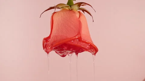 Transparent Cosmetic Extract, Aromatic, Essential Oil Dripping with Rose On A Stock Footage 249007729