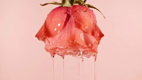 Transparent Cosmetic Extract, Aromatic, Essential Oil Dripping with Rose On A Stock Footage 253771691
