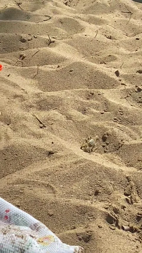 Transparent crab running in the sand Stock Footage 281054034