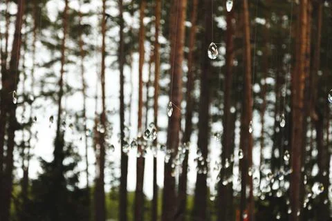 Transparent crystals hang between the trees. Decoration of a dance floor in t Stock Photos