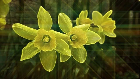 Transparent daffodils with rainbow rays Stock Footage 239744758