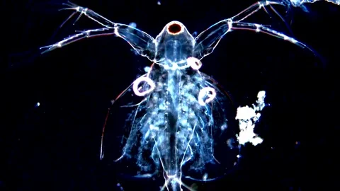 Transparent Daphnia Moving Gracefully Under Dark Field microscope 動画素材 317837375
