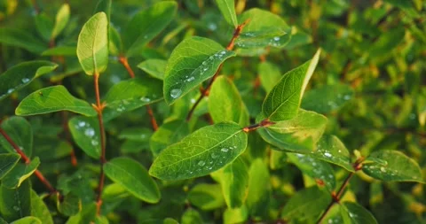Transparent dew drops on green honeysuckle leaves after rain at dawn Stock Footage 278044798