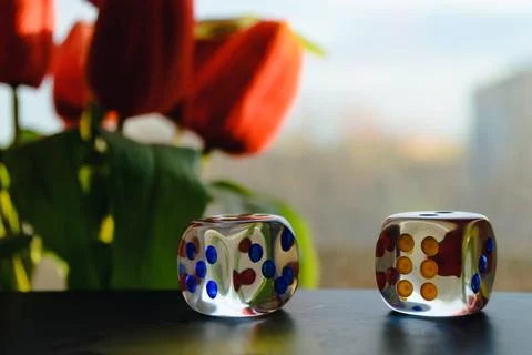 Transparent dice on the background of a window and a bouquet of red peonies Stock Photos