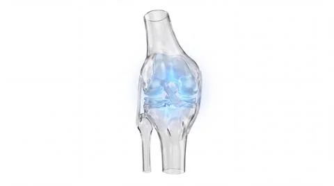 Transparent digital model of human knee joint showing internal structure. Stockillustratie