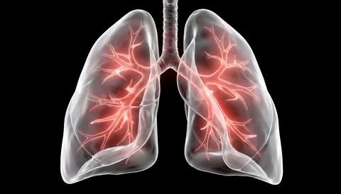 Transparent digital rendering of human lungs highlighting respiratory syste.. Stock Illustration