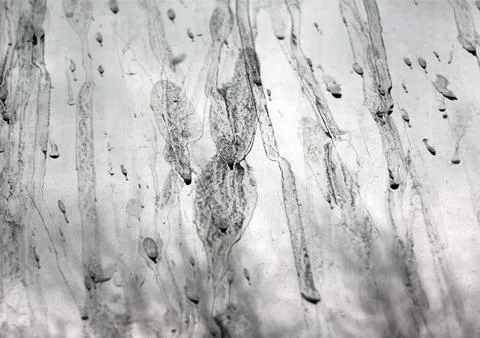 Transparent dirty background Stock Photos