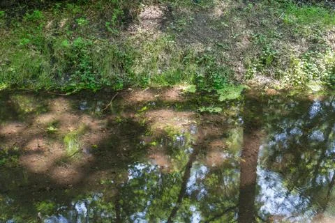 Transparent ditch with reflection of border and trees Stock Photos