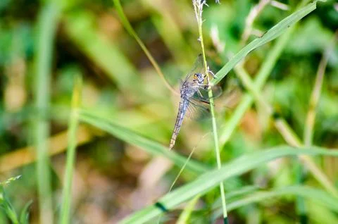 Transparent dragonfly on Stock Photos