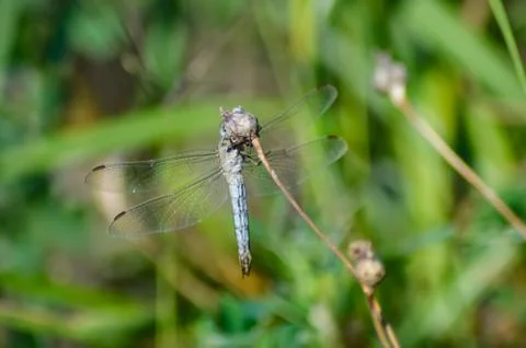 Transparent dragonfly on Stock Photos