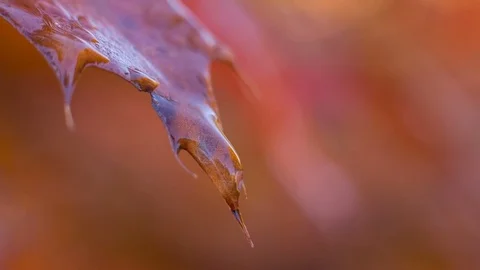 Transparent drop of dew on the sheet. A drop like a tear. RAW video record Stock Footage 82866214