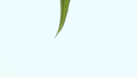 Transparent drop flows down fresh green leaf after rain Stock Footage 239008090
