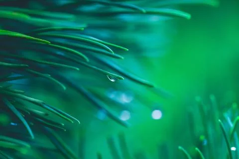 Transparent drop on a pine needle Stock Photos